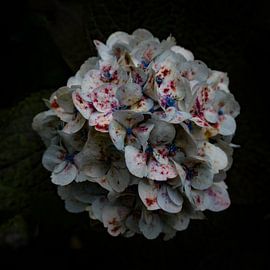 Hortensia met een donkere achtergrond, gemaakt op Madeira van Hans Kool