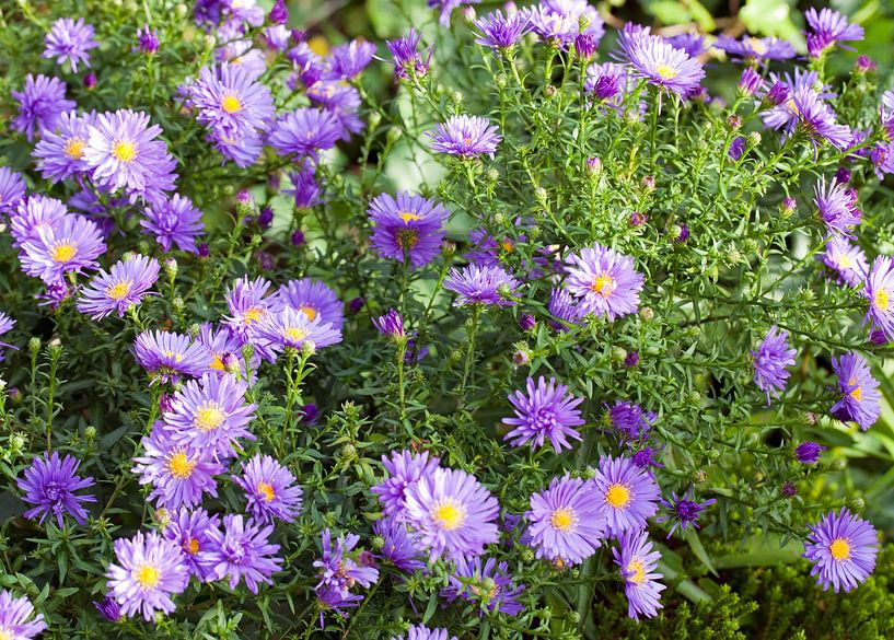 Asters van Bo Valentino