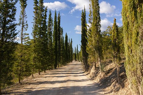 Toskana Zypressenallee