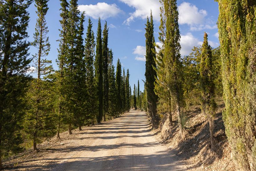 Tuscany Cypress Avenue by MDRN HOME