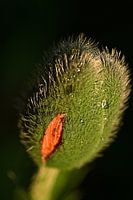 Mohnblumenknospe