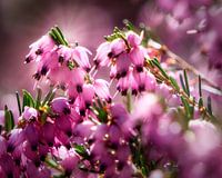 Roze bloemen met bokeh
