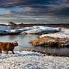 Le Highlander écossais dans un paysage enneigé Zeepeduinen sur Paula Romein