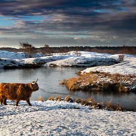 Schotse Hooglander in sneeuwlandschap Zeepeduinen van Paula Romein