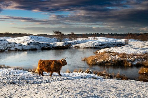 Le Highlander écossais dans un paysage enneigé Zeepeduinen