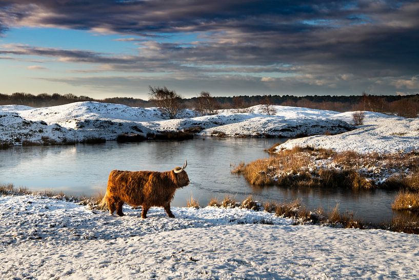 Schotse Hooglander in sneeuwlandschap Zeepeduinen van Paula Romein