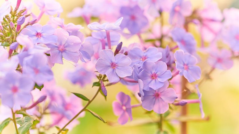 Summer glow in the garden by Jenco van Zalk