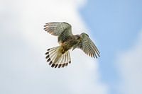 Kestrel / Common kestrel