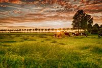 Het gouden uur in Westfriesland