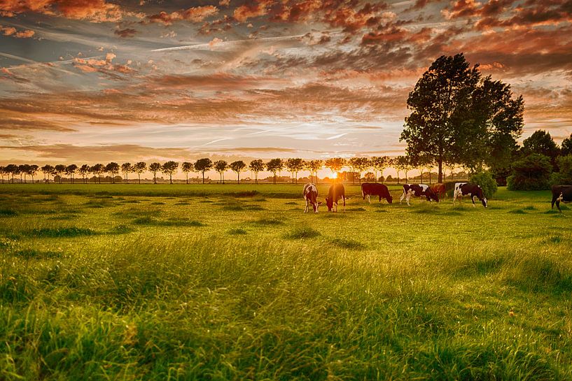 Het gouden uur in Westfriesland van Marijke Trienekens