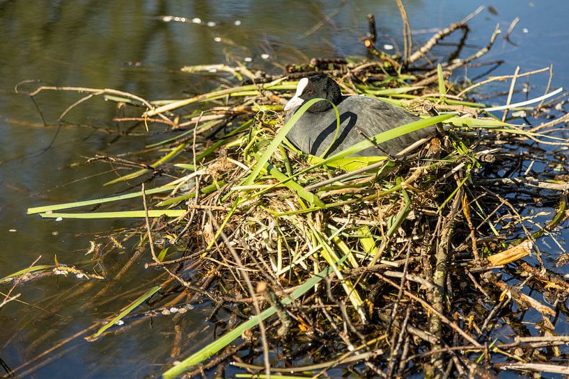 Blesshuhn auf dem Nest in der Frühlingssonne von Carin IJpelaar