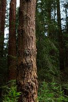 Promenade paisible en forêt - photographie de nature avec arbres et cerfs, décoration murale numérique avec des verts chauds