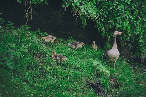 Serene Scène: Moedergans met Kuikens op een Rustig Grasveld