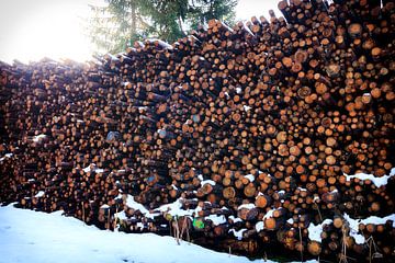 Heel veel hout van Ginkgo Fotografie