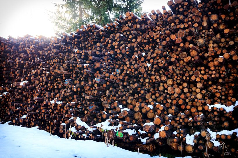 Beaucoup de bois par Ginkgo Fotografie