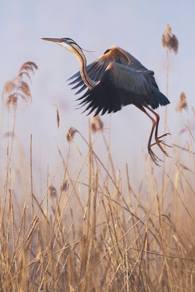 Purple heron in the mist II by Daniela Beyer