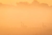 Canadese ganzen in de mist