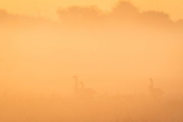Canadese ganzen in de mist van Ronald Buitendijk Fotografie