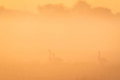 Bernaches du Canada dans le brouillard