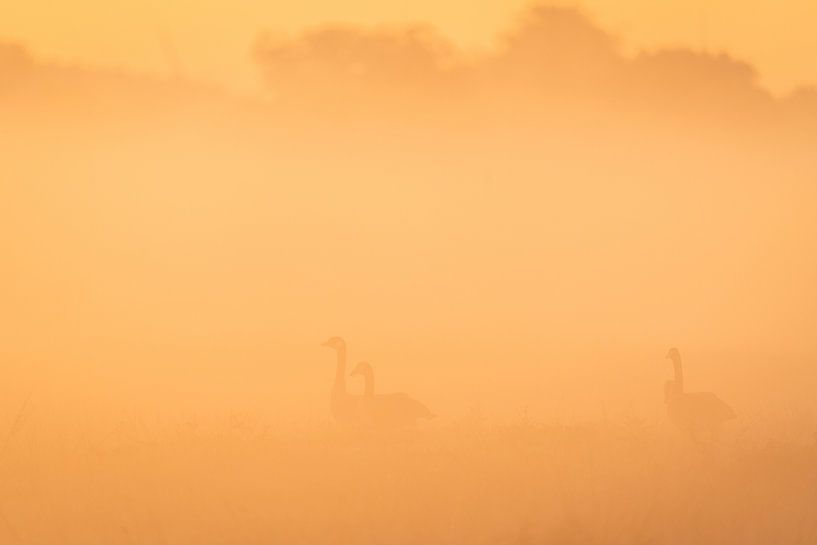 Canada geese in the fog by Ronald Buitendijk Fotografie