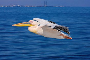 Rosa Pelikan im Flug