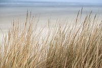 duinen en de zee op Schiermonnikoog | natuur fine art foto