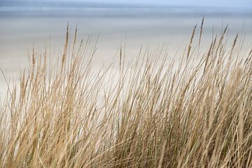 Dünen und das Meer auf Schiermonnikoog | Natur Kunst Foto