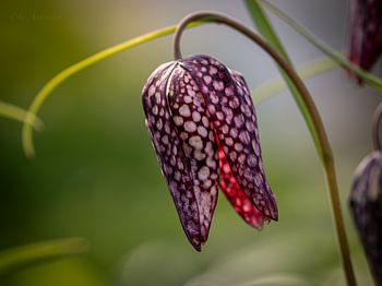 La fleur de vanneau