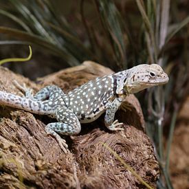 Halsbandleguan von Matthias Brix