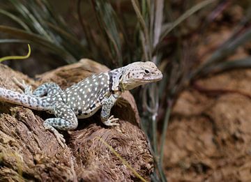 Collared iguana by Matthias Brix