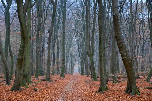 Quand les feuilles sont tombées sur Cor de Hamer