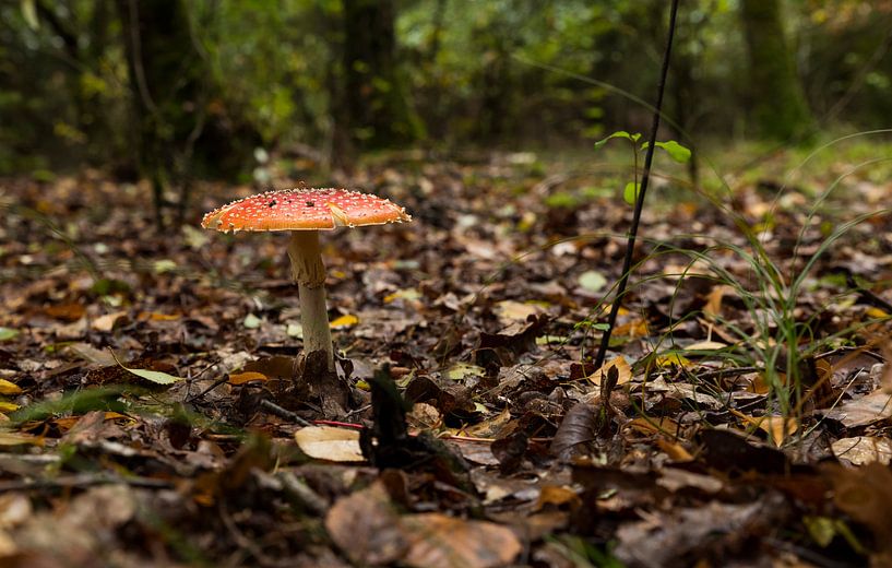 rouge agaric moucheté avec des points blancs sur le veluwe par ChrisWillemsen