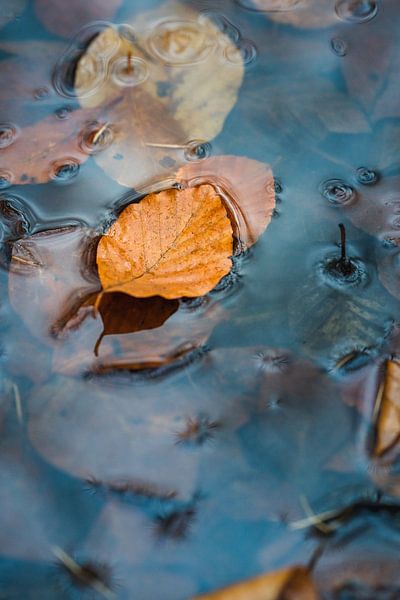 Discolored autumn leaves in the water by Fotografiecor .nl