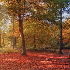 De Magie van het Rode Bos van Karin van Bylevelt