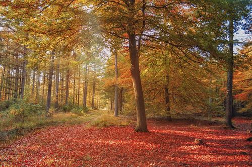 De Magie van het Rode Bos
