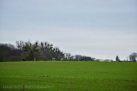 The herd of cows, grazing close to Alden Biesen by Alia Maximus