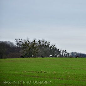 The herd of cows, grazing close to Alden Biesen by Alia Maximus