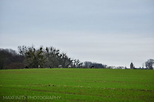 De kudde koeien, grazende dicht bij Alden Biesen