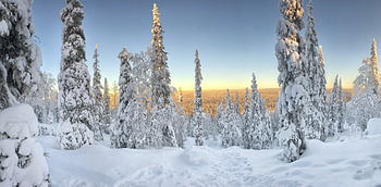 Neige sur les arbres en Laponie