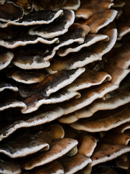 &quot;Low-power&quot; by PhotoArt by Antoinnet