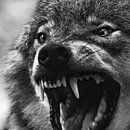 Wolf van Ronny De Groote thumbnail