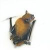 Klein, aber mit Biss – Mückenfledermaus (Pipistrellus pygmaeus) von WeltReisender Magazin