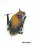 Klein, aber mit Biss – Mückenfledermaus (Pipistrellus pygmaeus)