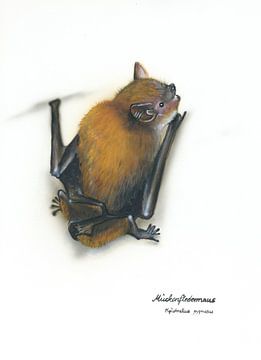 Klein, aber mit Biss – Mückenfledermaus (Pipistrellus pygmaeus)