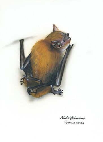 Klein, aber mit Biss – Mückenfledermaus (Pipistrellus pygmaeus)