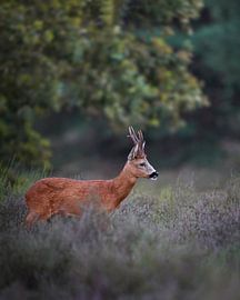 Reebok im Moor von Tom Zwerver