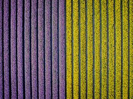 Tulipes violettes et jaunes poussant dans un champ au printemps, vues d'en haut sur Sjoerd van der Wal Photographie