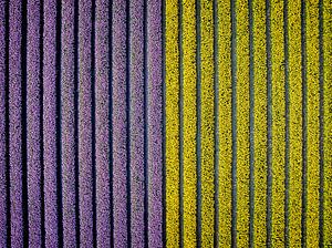 Lila und gelbe Tulpen auf einem Feld im Frühling von oben gesehen