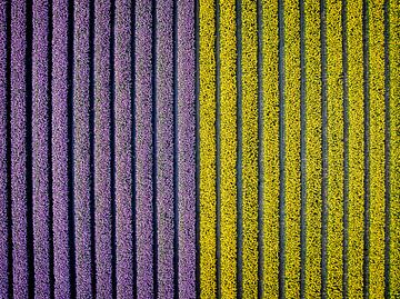 Paarse en gele tulpen in een veld in de lente van bovenaf gezien