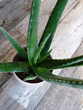 Kamerplant: Aloe Vera 2-1